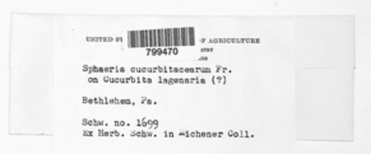 Stagonosporopsis cucurbitacearum image